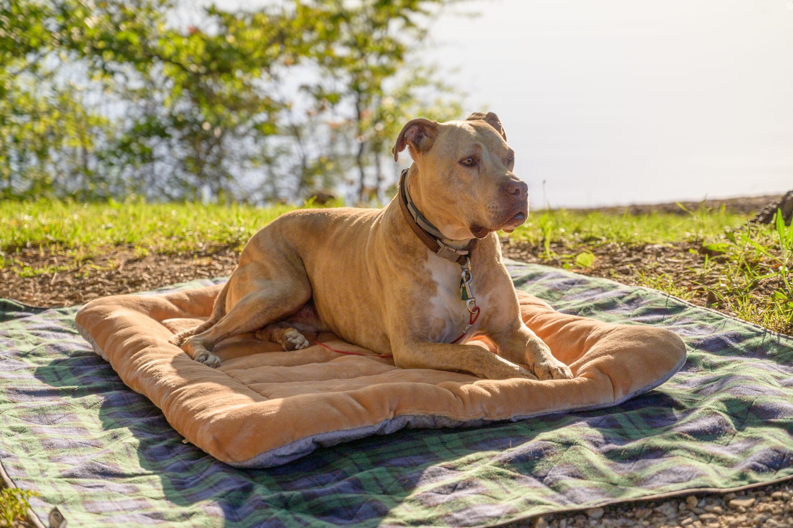 Closeup of a resting American pit bull terrier on a cloth