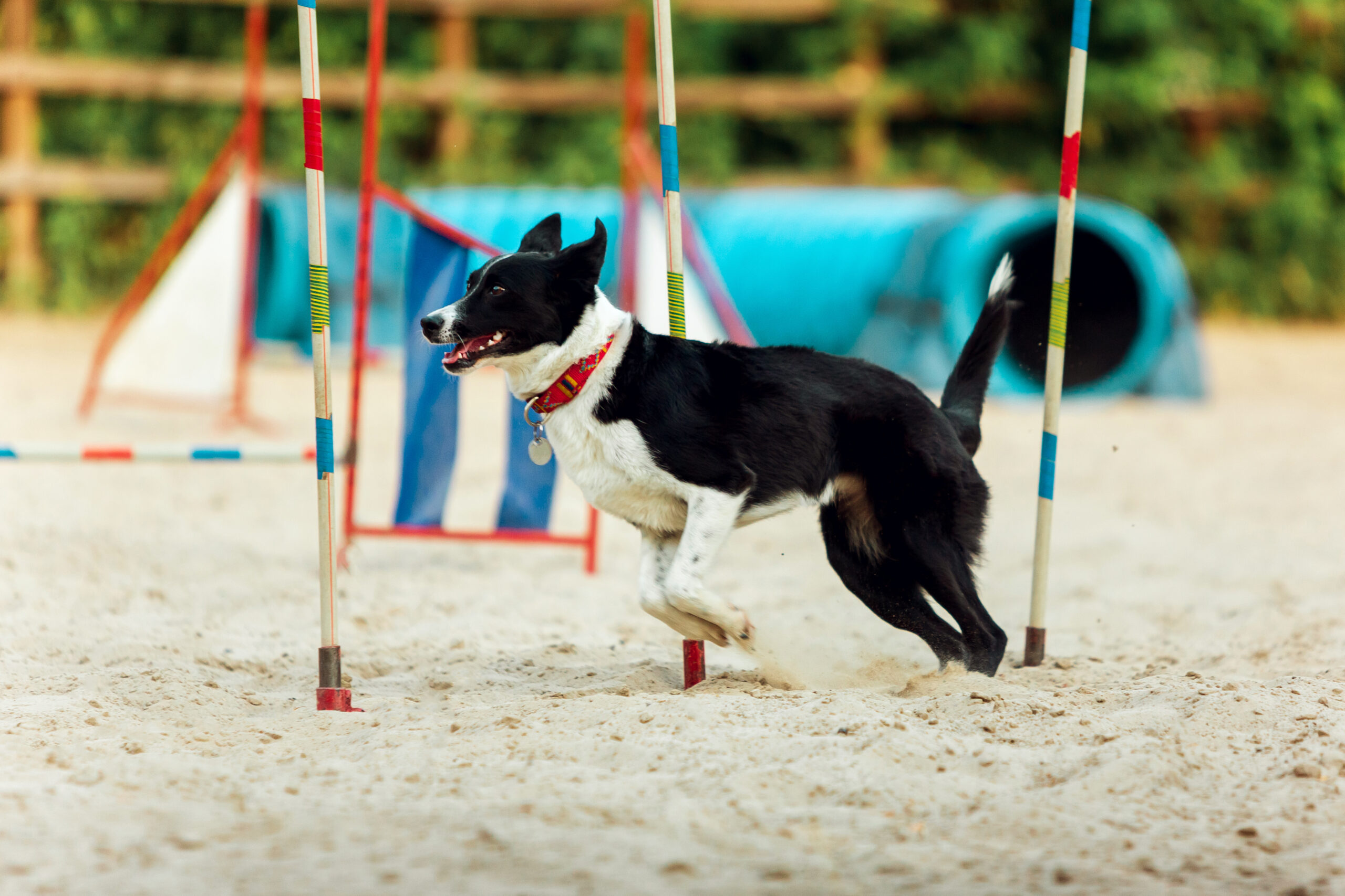Sportive dog performing during the show in competition