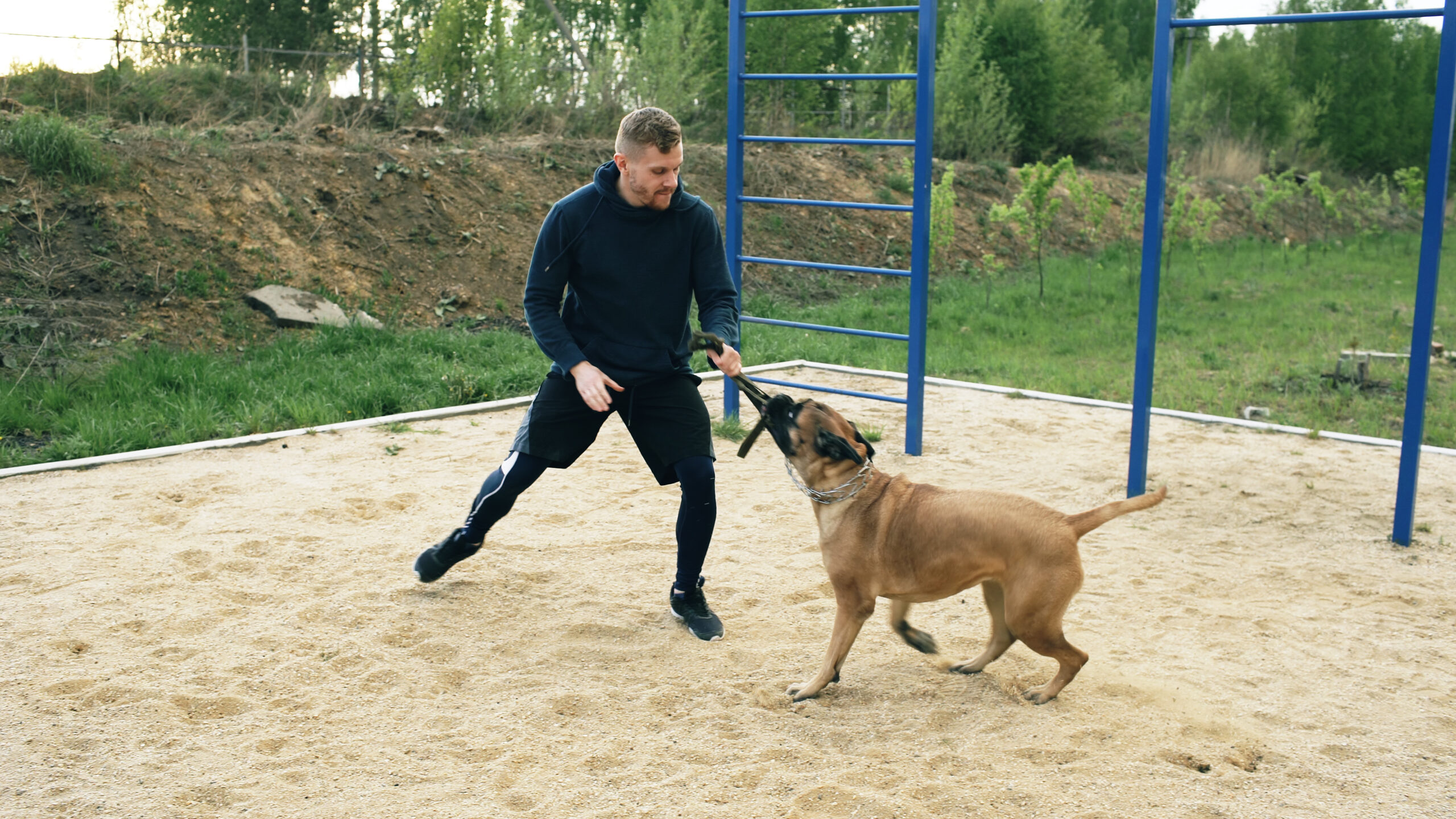 Young sporty man training with his bullmastiff dog outdoors at park and preparing his pet for competition