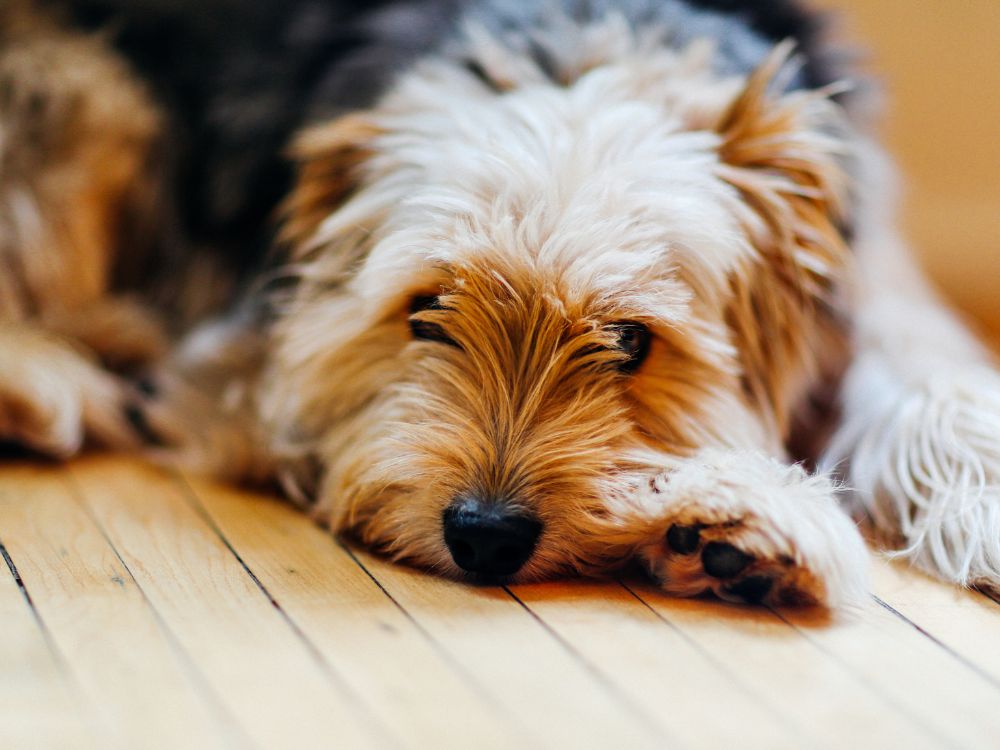 Como brincar com um cachorro cego? Veja algumas dicas 2 Como brincar com um cachorro cego?