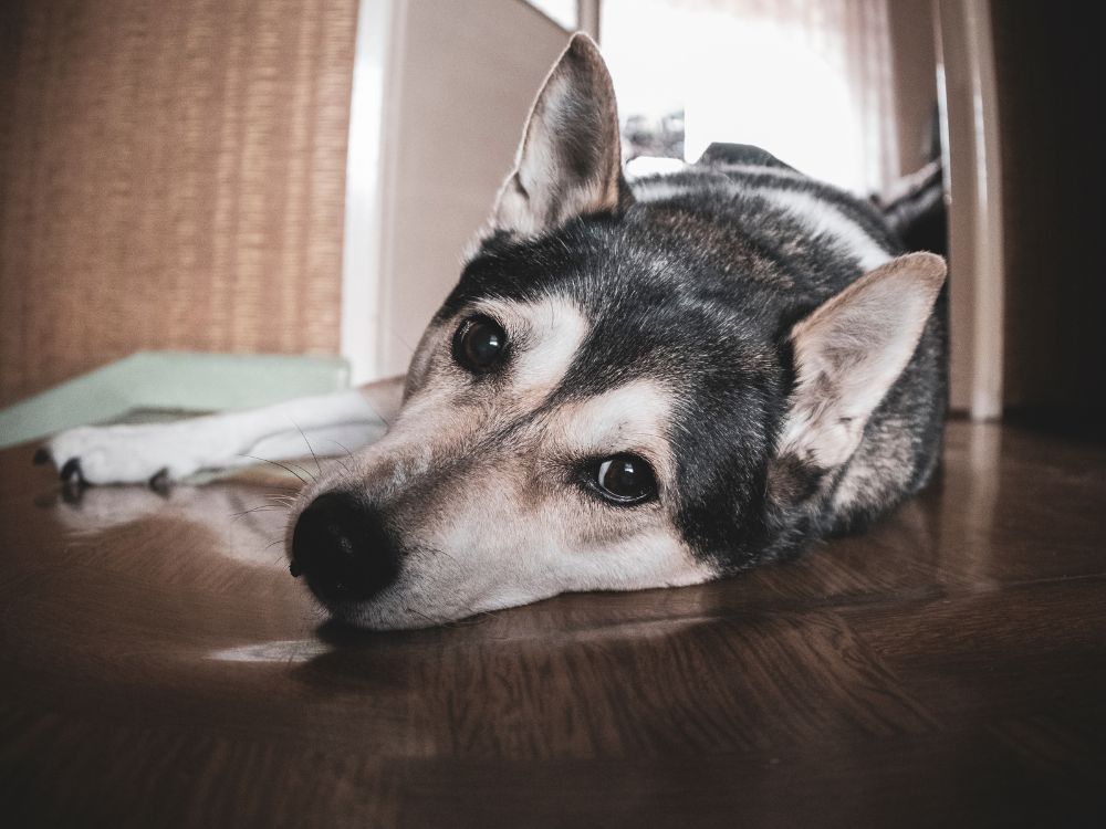 Como brincar com um cachorro cego? Veja algumas dicas 3 Como brincar com um cachorro cego?