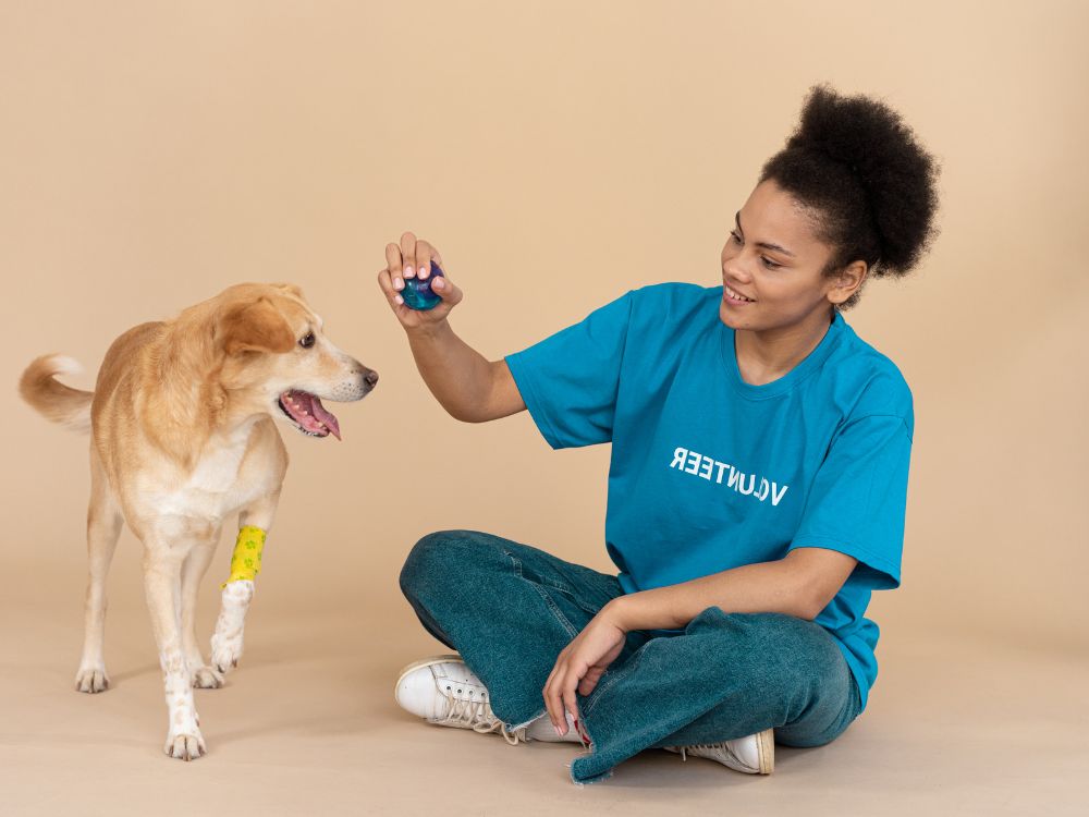 Como estimular o cognitivo do cachorro