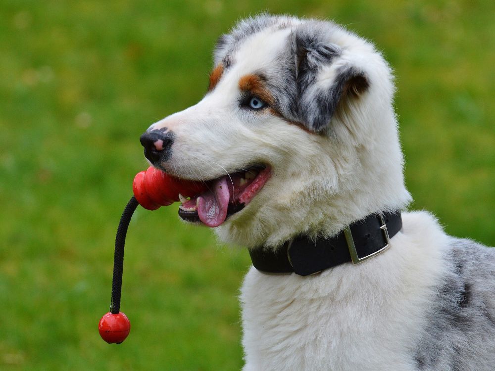 Como estimular o cognitivo do cachorro