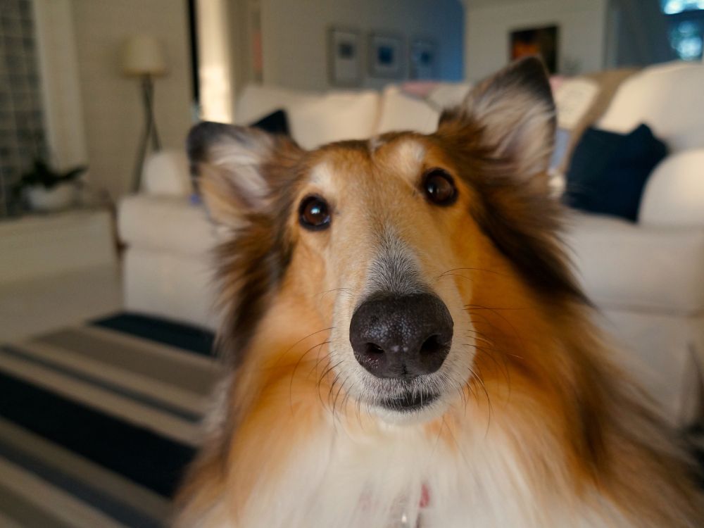 Como manter a casa organizada tendo um pet?