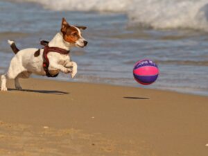 Cachorro correndo atrás da bola na praia - Foto: Canva