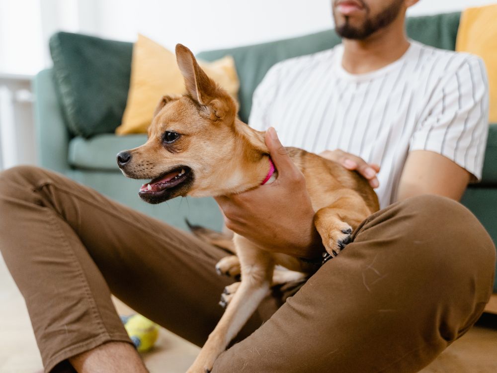 Como se tornar um Pet Sitter