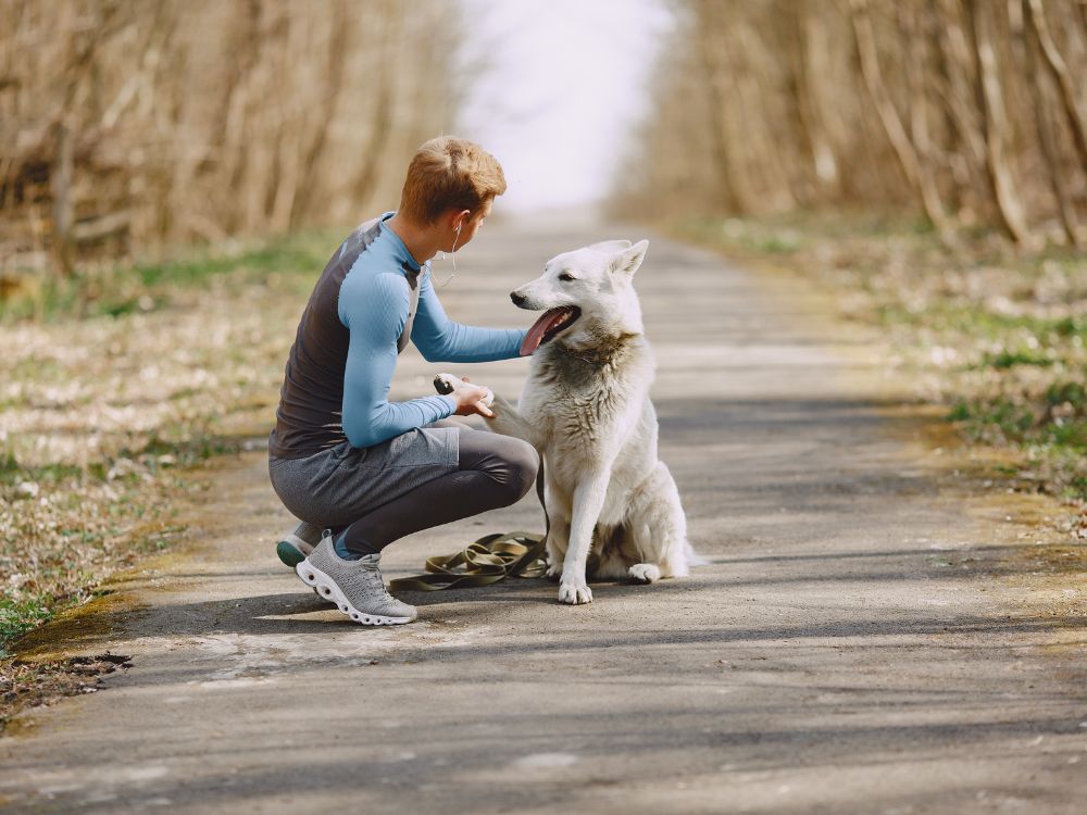 Como se tornar um Pet Sitter