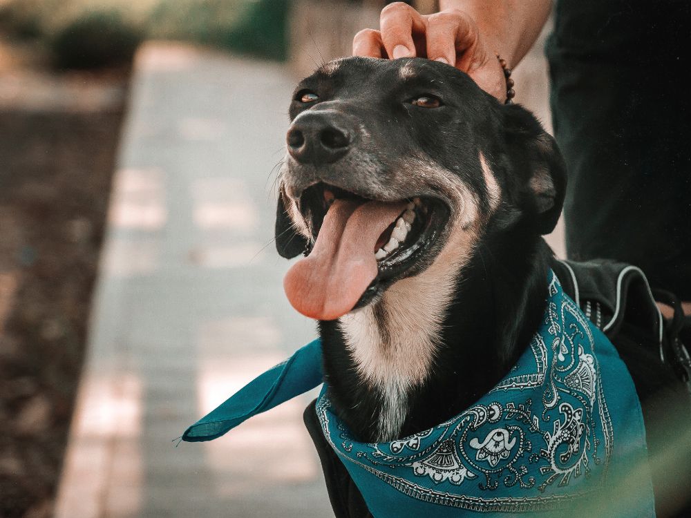 acariciando o cachorro