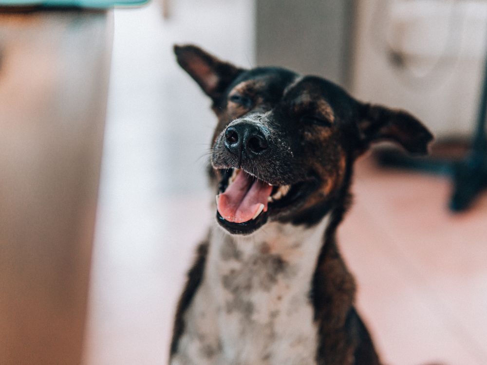 Como treinar e socializar um cachorro cego