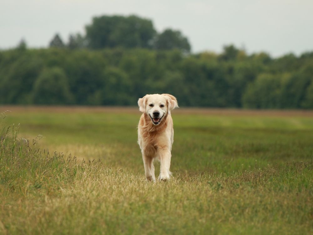 cão no parque