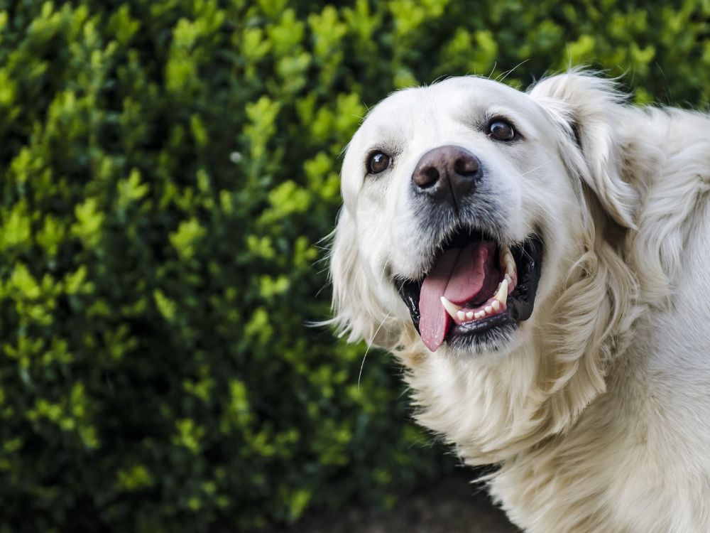 cachorro feliz