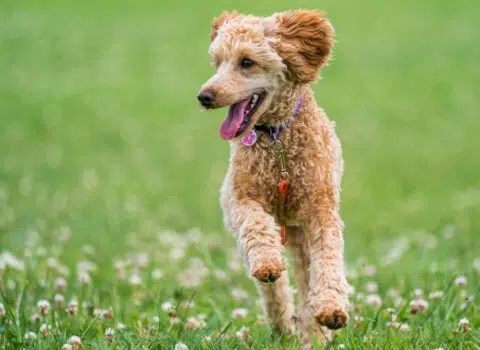 O que fazer para animar um cachorro