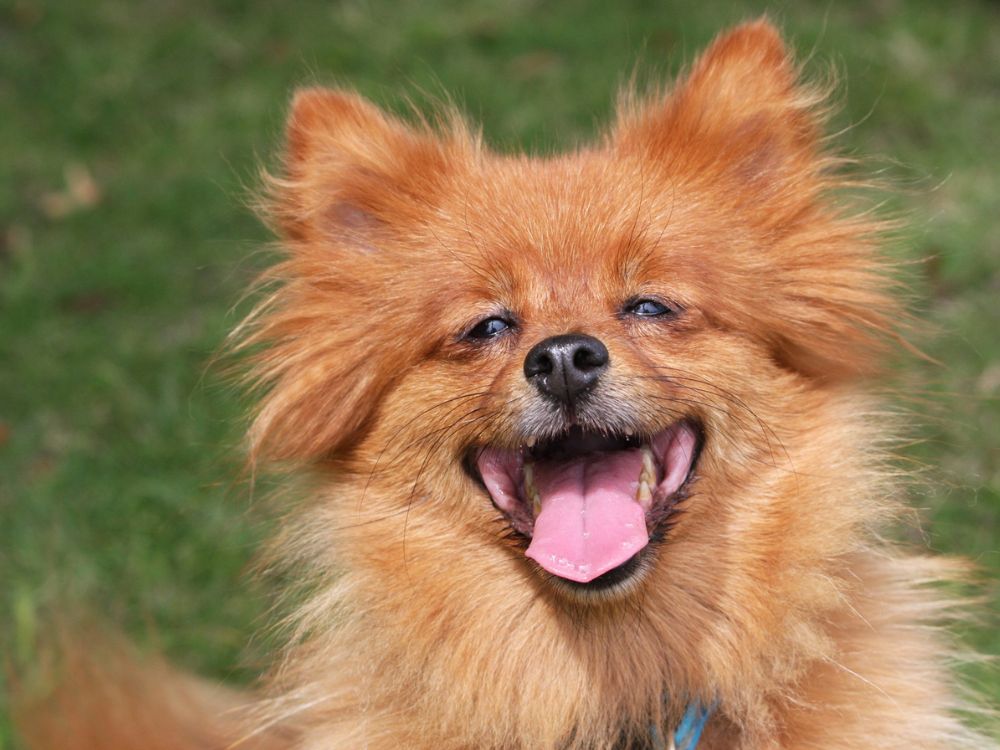 O que fazer para animar um cachorro? 45 ideias 4 cachorro rindo