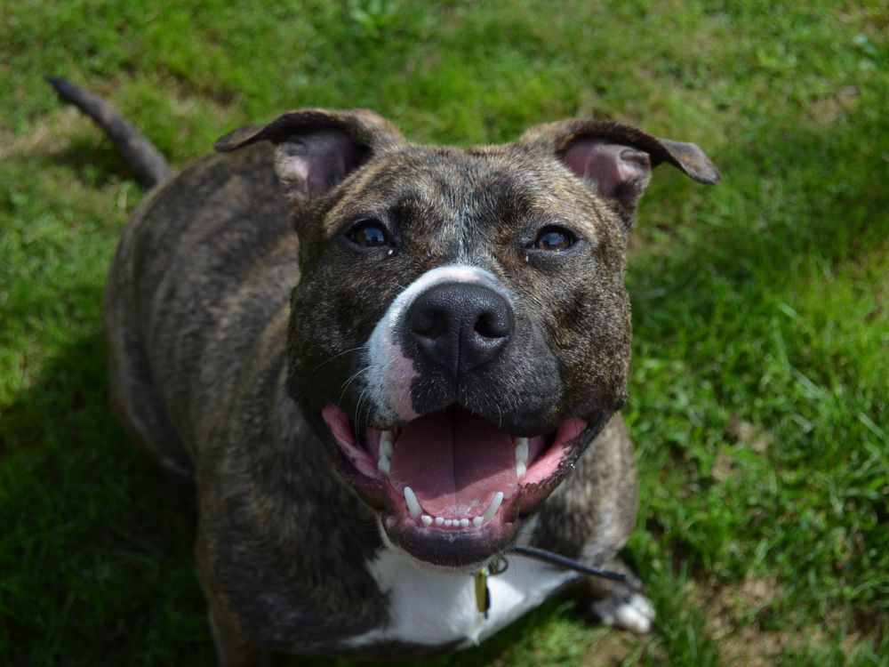 O que fazer para animar um cachorro? 45 ideias 3 cachorro feliz