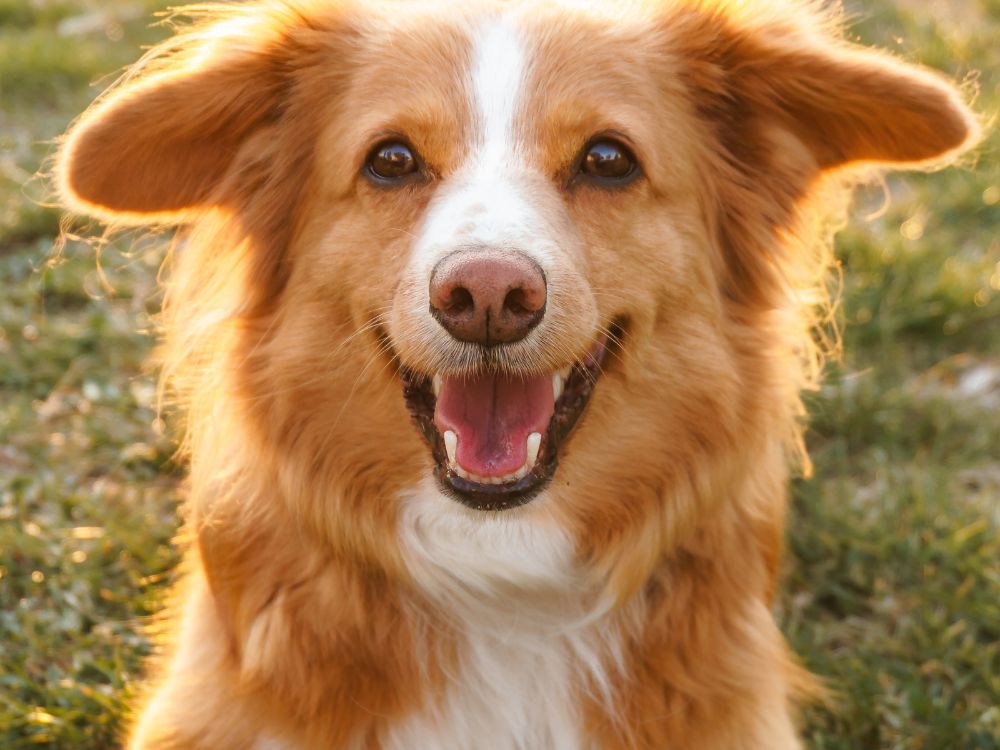 O que fazer para animar um cachorro? 45 ideias 2 cão animado