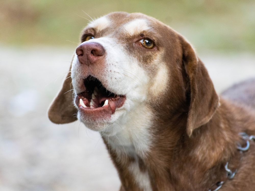 o que o cachorro falaria toda vez que ouve algum cão latindo