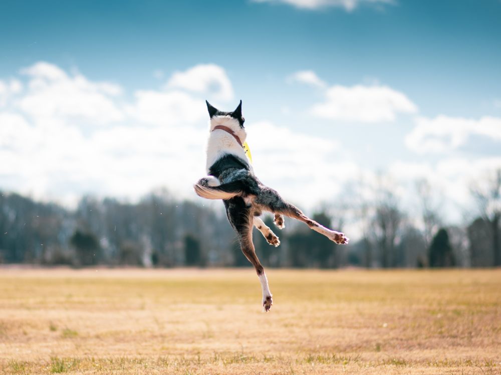 Quais os riscos do sedentarismo canino?