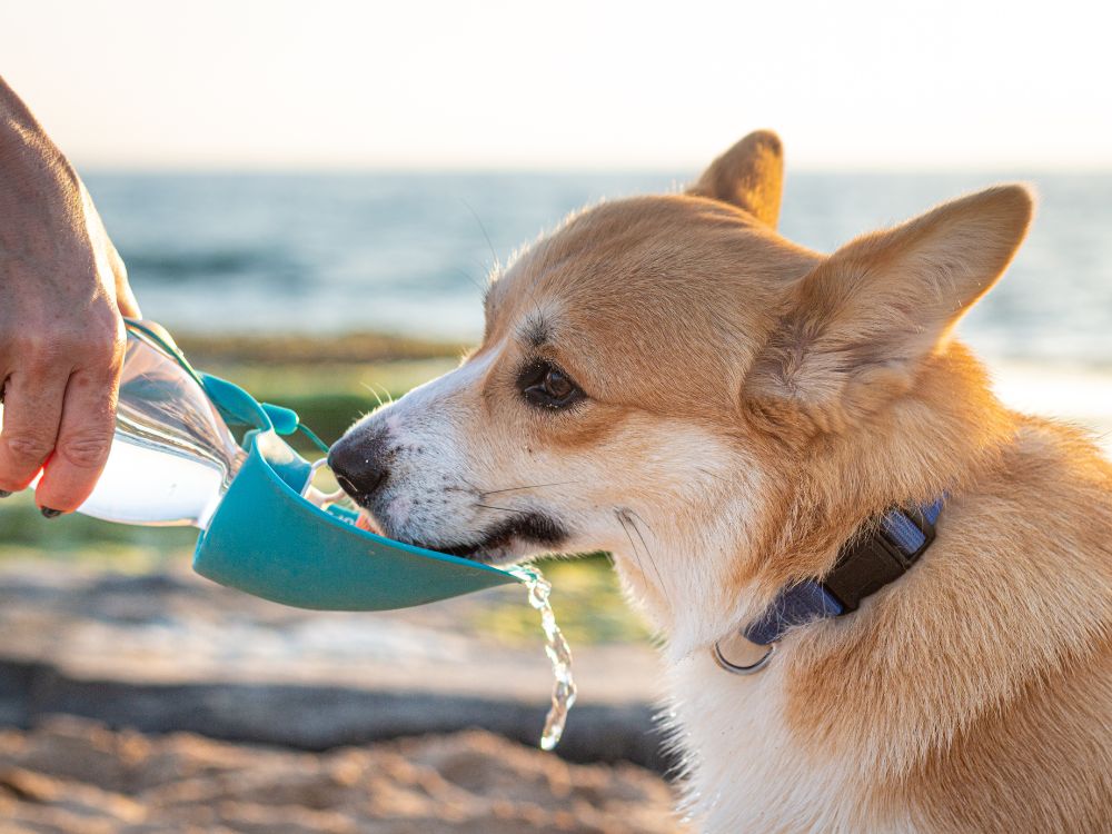 Quanta água o cachorro precisa beber