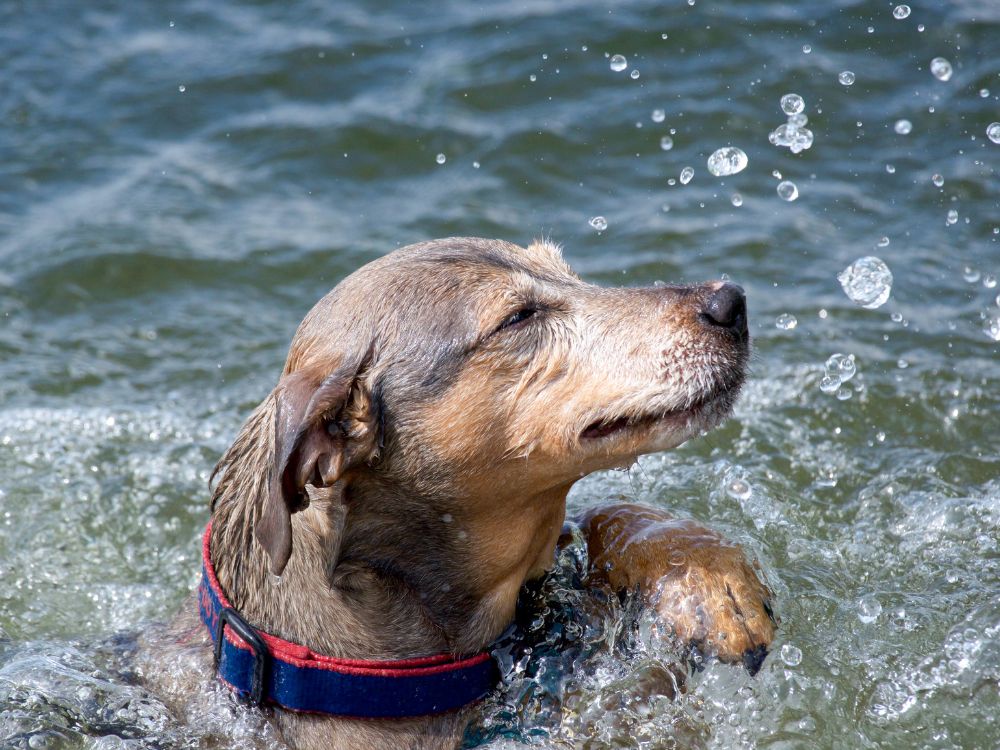 benefícios da natação para cachorro