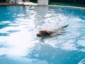 Cachorro fazendo exercício enquanto nada na piscina. Foto: Canva.