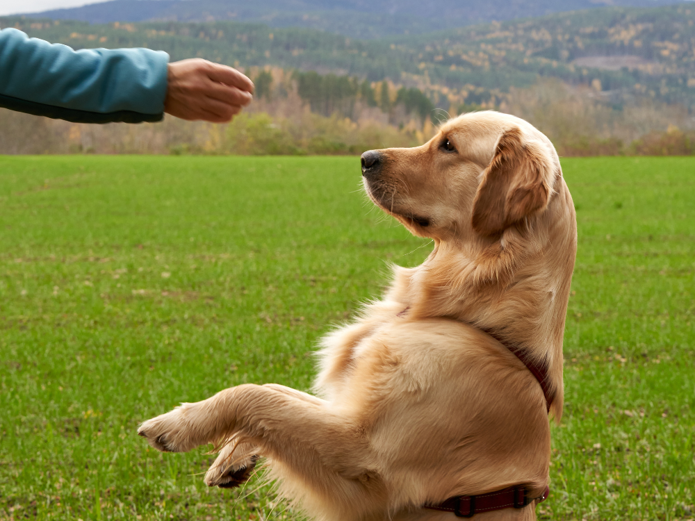 como controlar o peso do cachorro