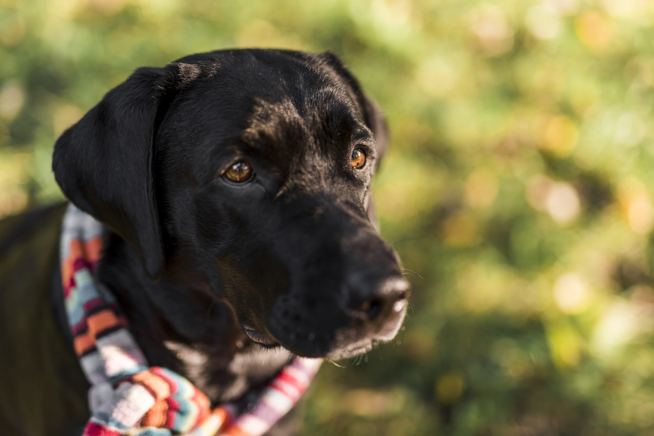 front-view-black-labrador-wearing-multicolored-scarf