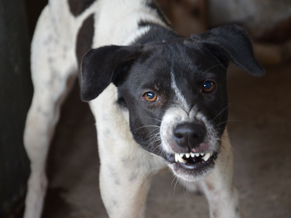 o que pode fazer um cachorro agredir uma pessoa