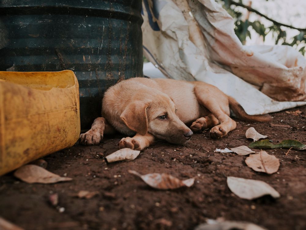 O que o tédio pode causar nos cães? 1 o que o tédio pode causar nos cães