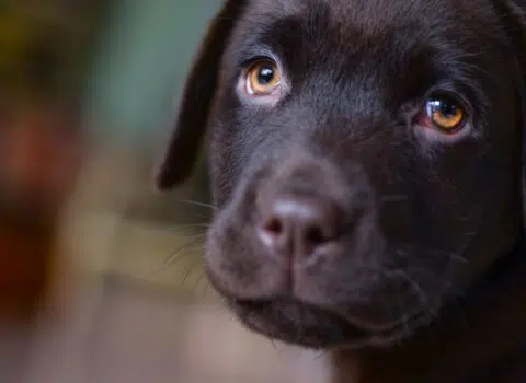 o que o tédio pode causar nos cães