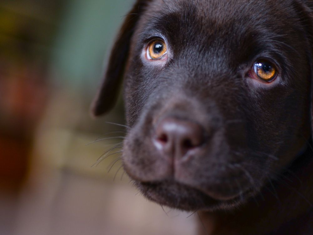 o que o tédio pode causar nos cães