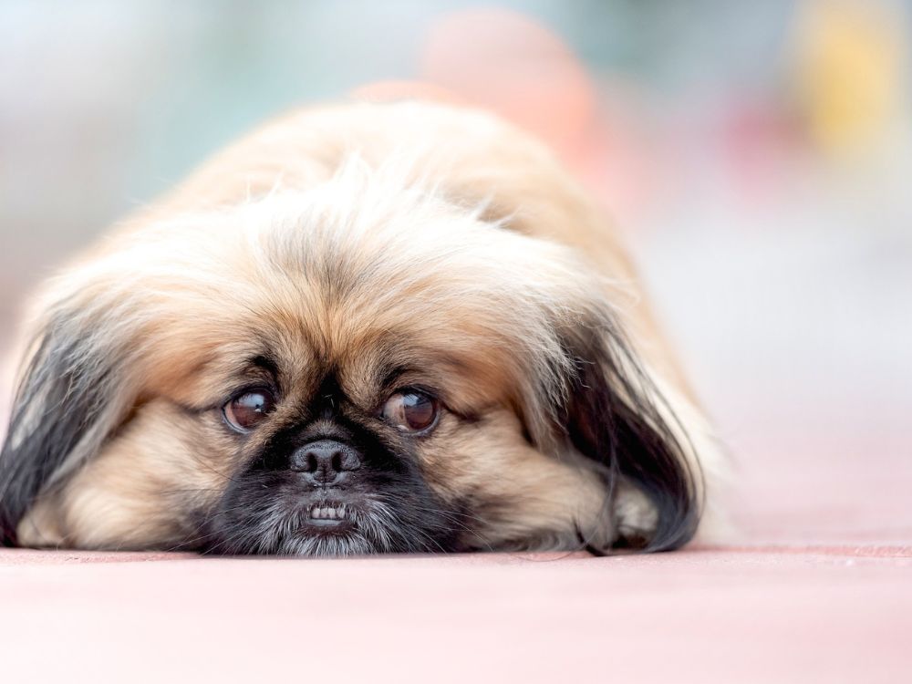 Como ajudar seu cachorro a ser um pouco menos carente 1 Cachorro carente