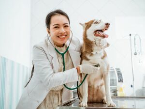 Veterinária examinando o cachorro fofo. Foto: Canva.