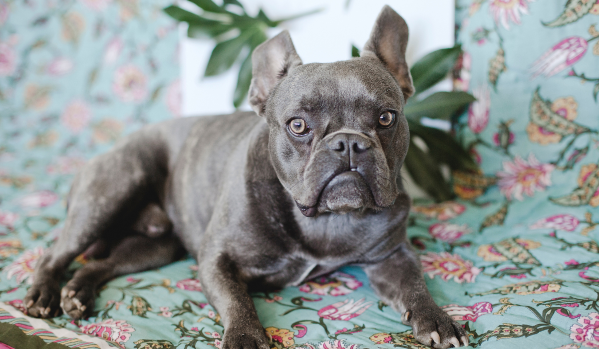 Alapaha Blue Blood Bulldog
