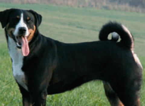 Boiadeiro de Appenzell