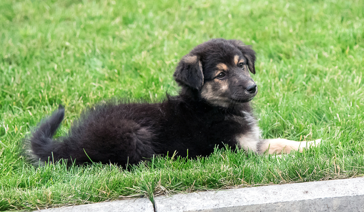 Como treinar um Bernedoodle: dicas e estratégias práticas 2 Bernedoodle