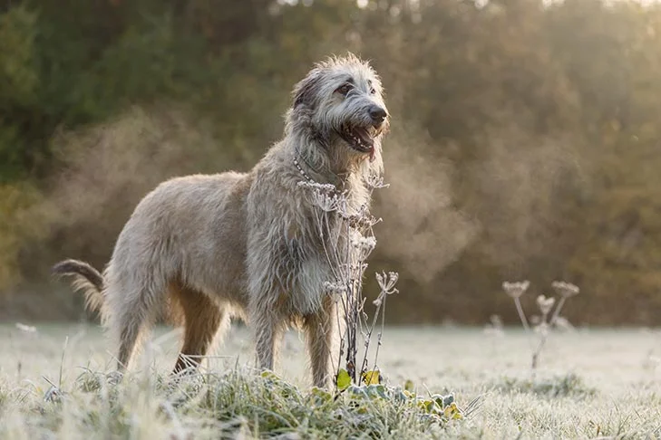 Irish-Wolfhound-standing-in-a-field