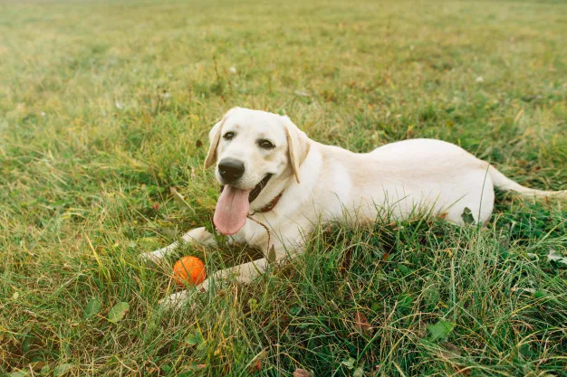 Labrador-Retriever