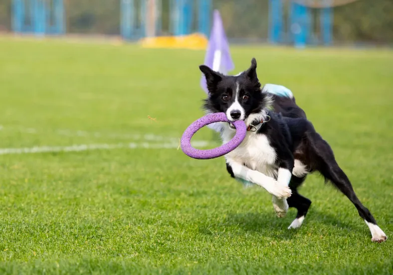 Mitos-e-verdades-sobre-Border-Collie-3