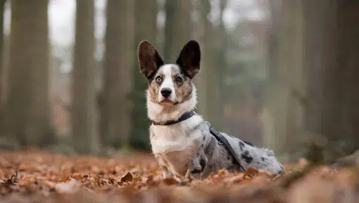Welsh Corgi (Cardigan)2
