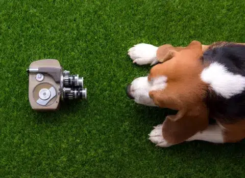 beagle-dogs-are-squatting-grass-scaled