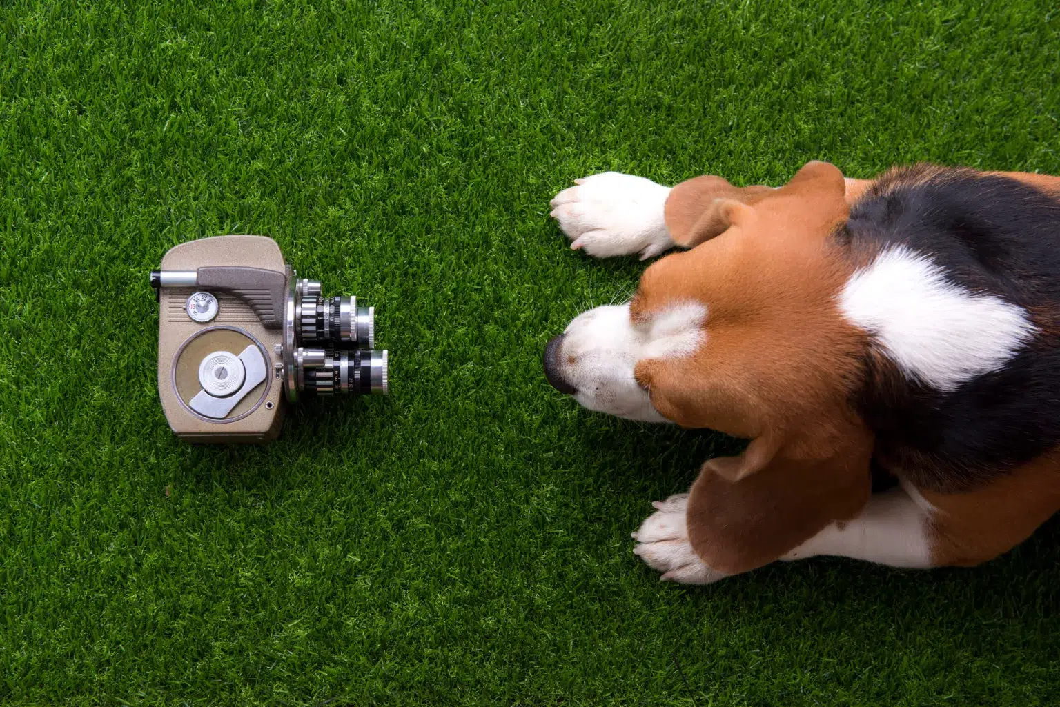 beagle-dogs-are-squatting-grass-scaled