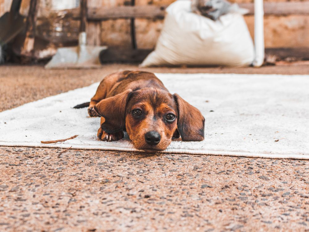 cachorro não dorme à noite