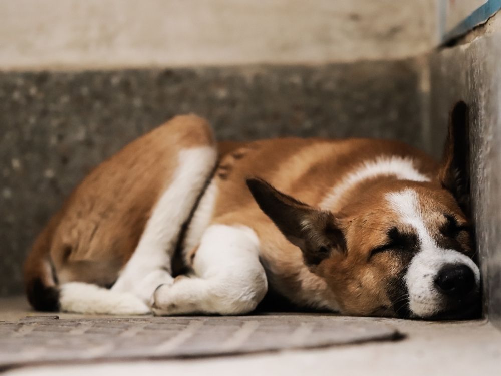 cachorros precisam de privacidade