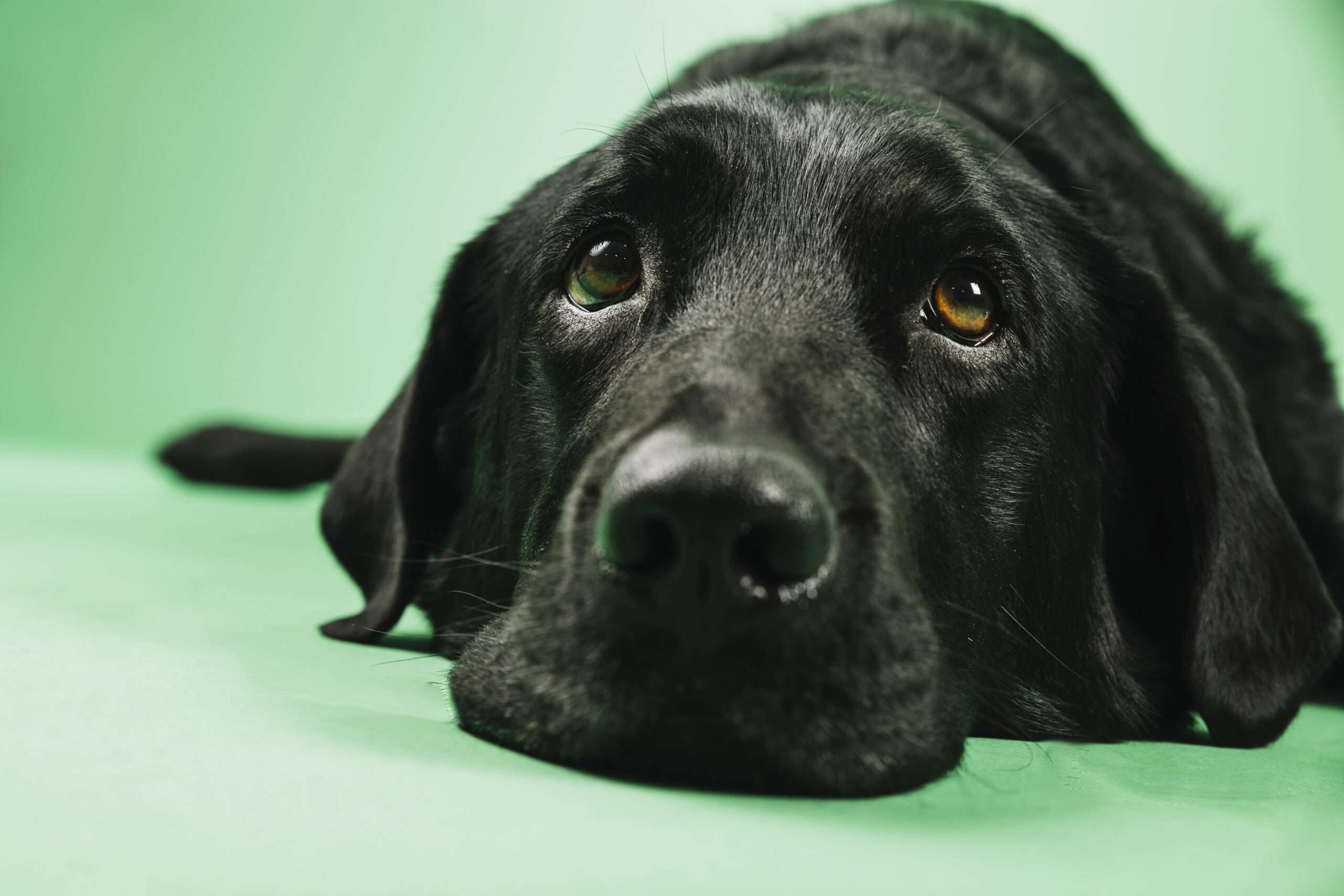 close-up-labrador-head