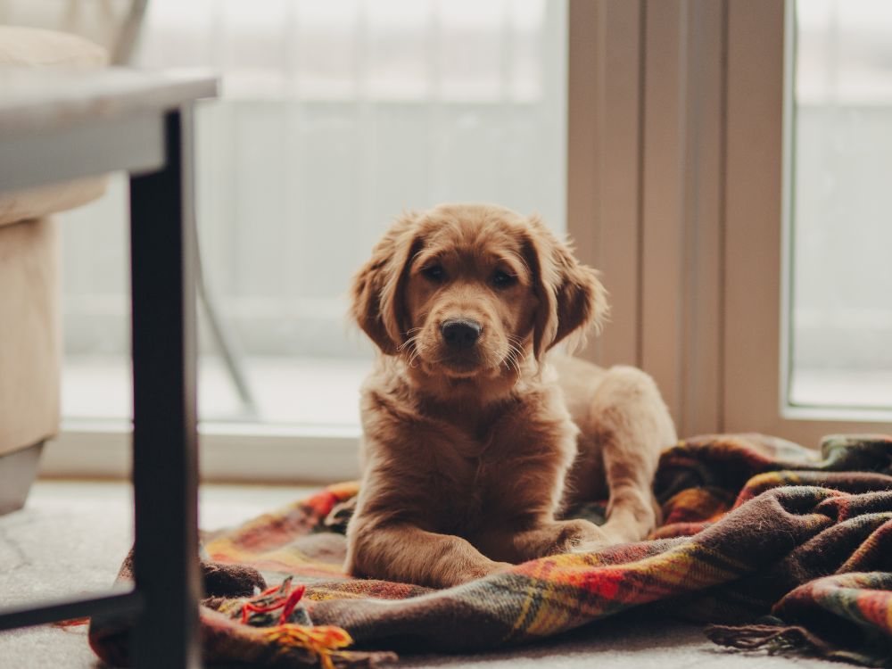 cuidados com cachorros filhotes