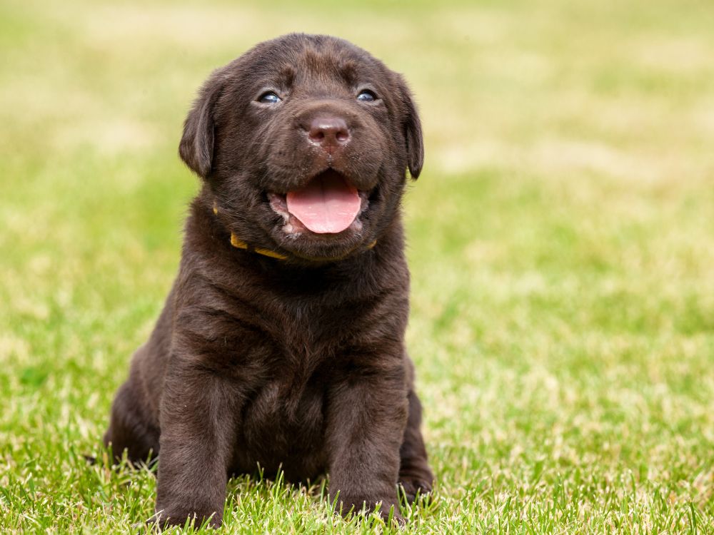 cuidados com cachorros filhotes