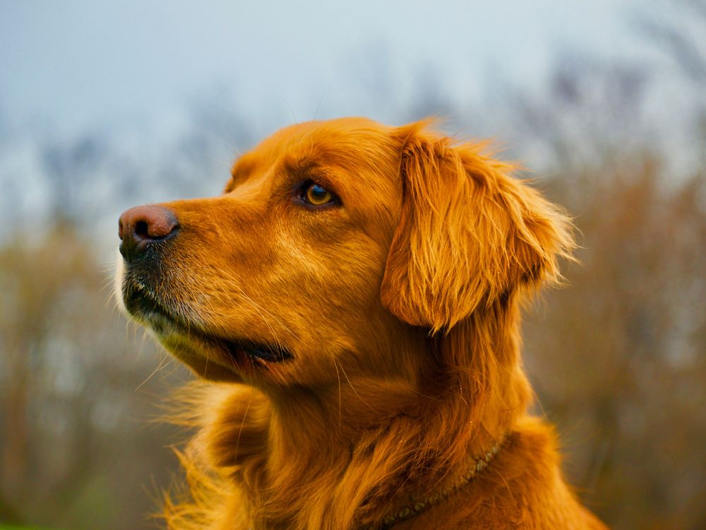 deixa o cachorro triste