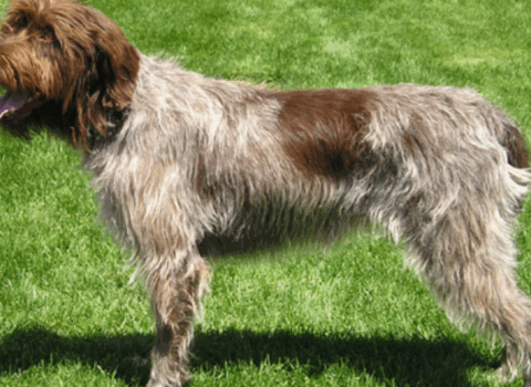 Griffon de Aponte de Pelo Duro