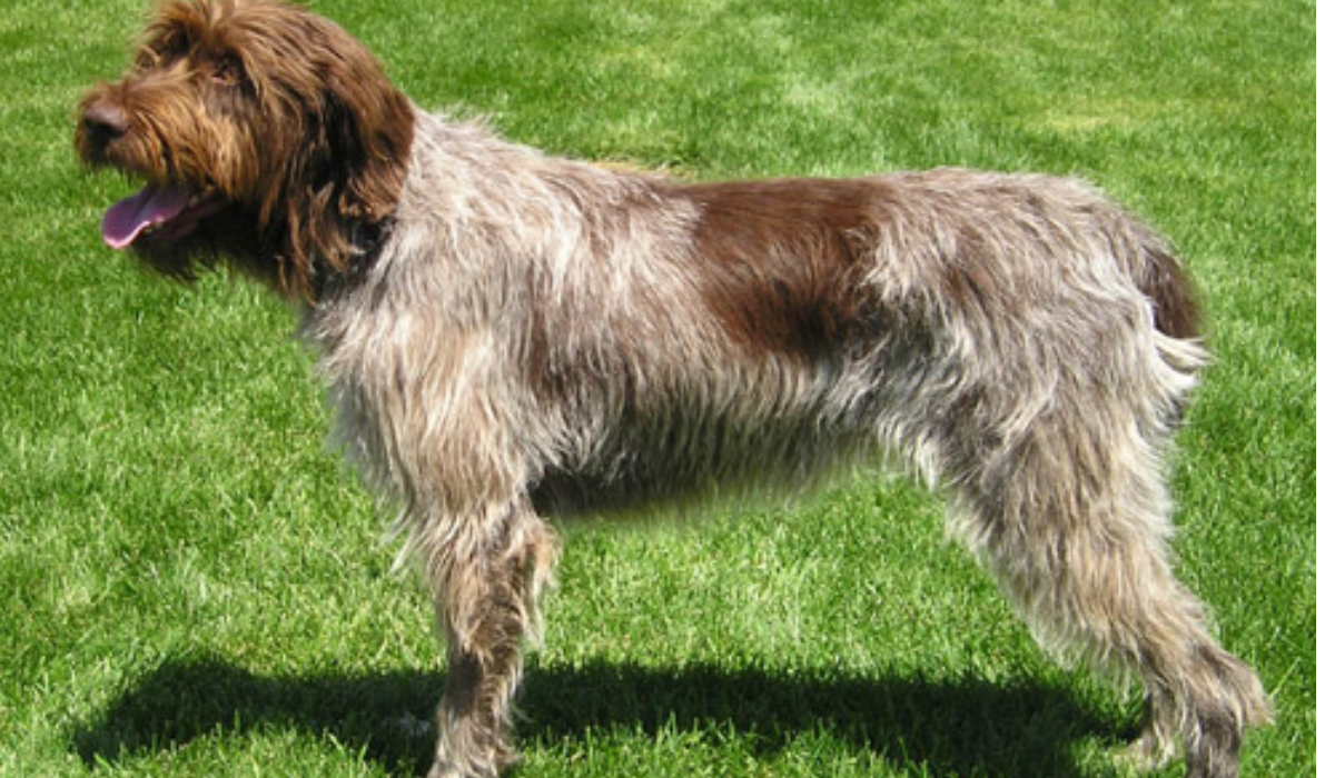 Griffon de Aponte de Pelo Duro