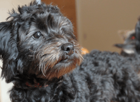 Yorkie-Poo